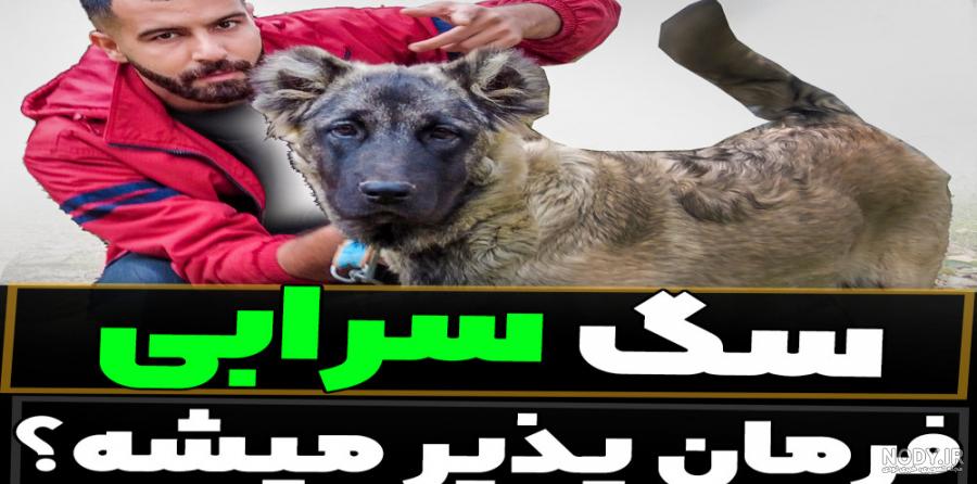فیلم جنگ سگ (سرابی) با سگ (پژدر) عراقی ۲۰۲۳ - فیلو