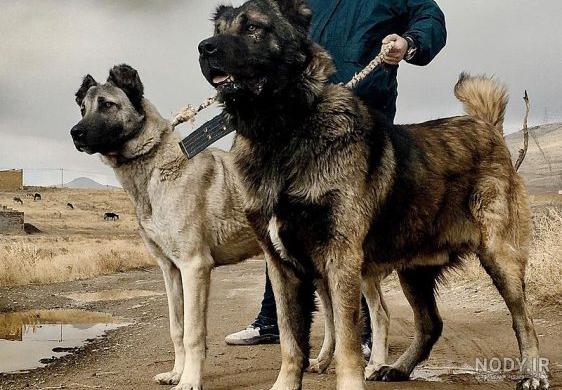 دانلود عکس سگ سرابی بزرگ