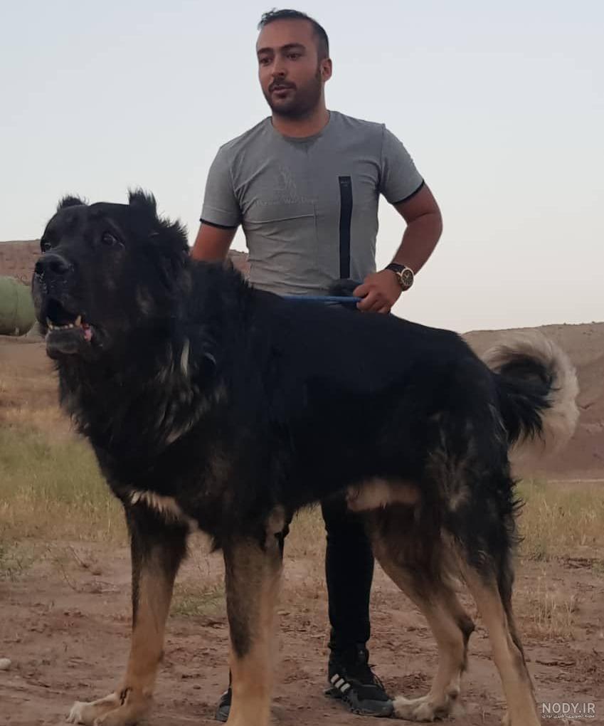 سگ سرابی: آشنایی با نژاد ایرانی Sarabi Mastiff و ویژگی‌های آن! - نت نوشت