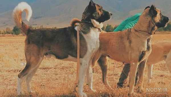 سگ سرابی وحشی و دعوایی