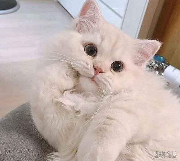 عکس فانتزی گربه کیوت