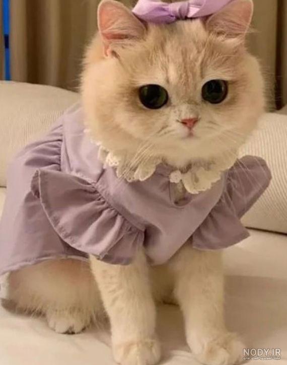 عکس گربه ی فانتزی
