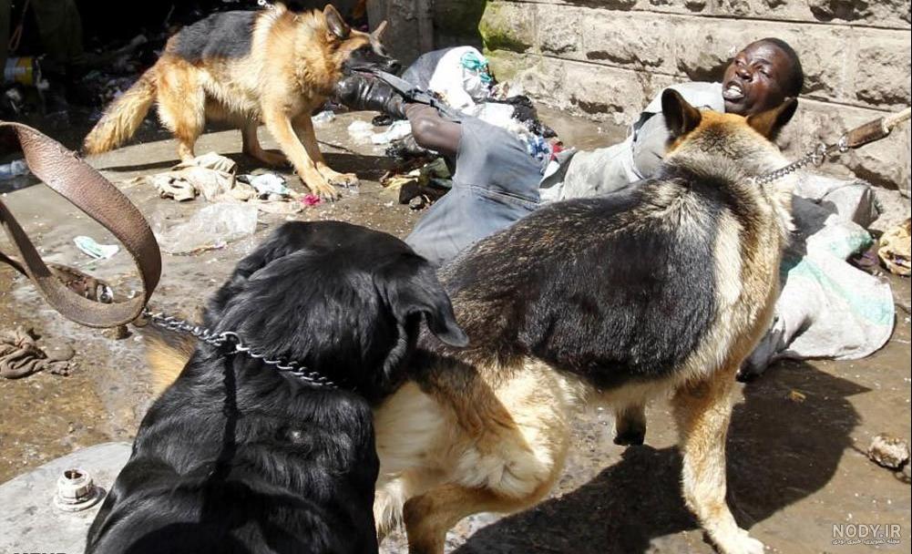 مقایسه سگ سرابی با پژدر + برنده جنگ سگ سرابی با پژدر - Happypet