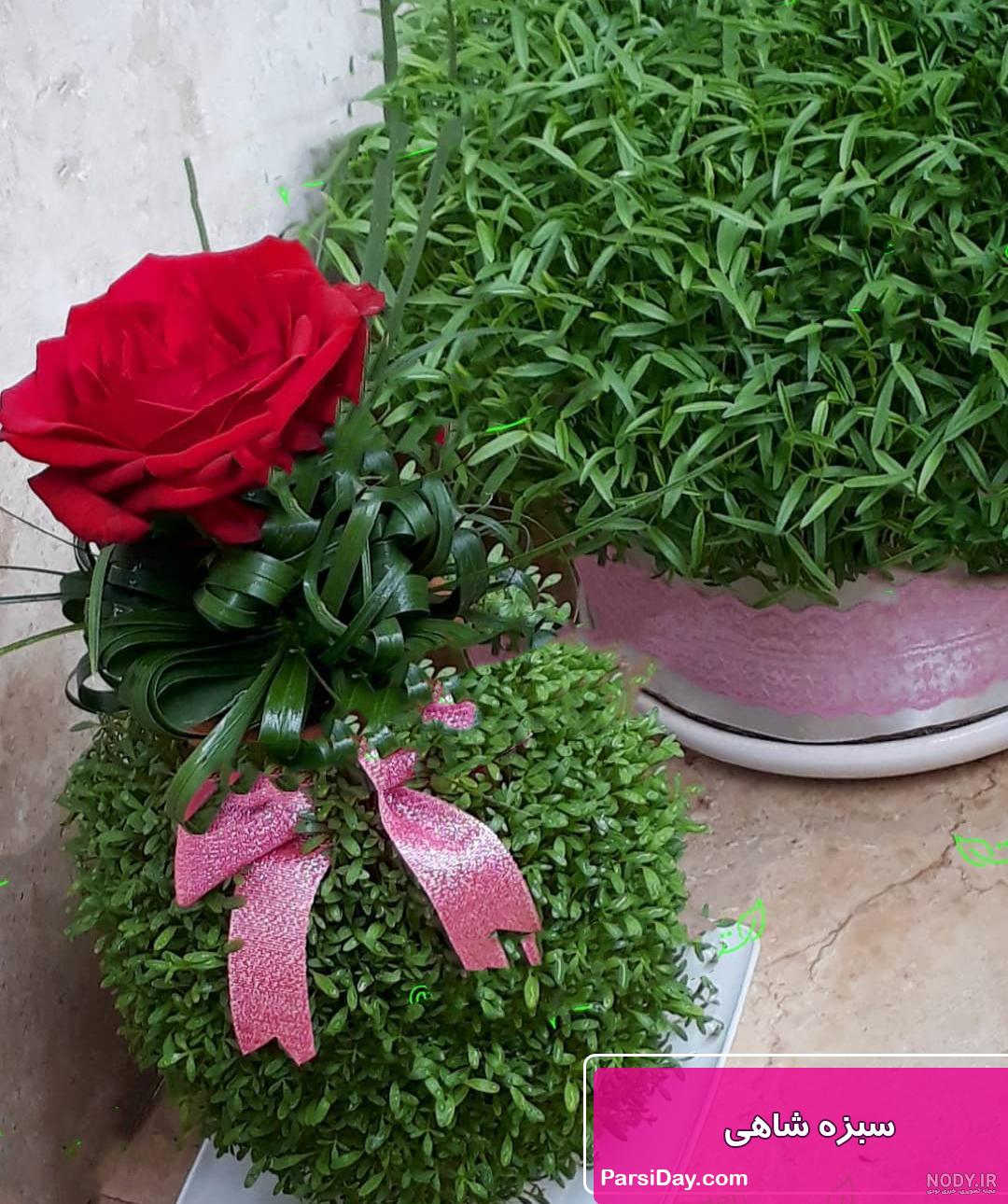 آموزش درست کردن سبزه کوزه ای • مجله تصویر زندگی آموزش درست کردن سبزه کوزه ای • مجله تصویر زندگی