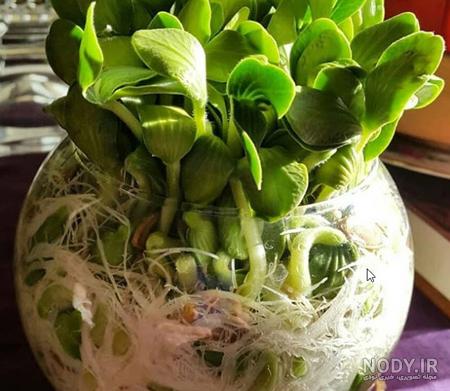 آموزشی متفاوت جهت کاشت سبزه با تخمه آفتابگردان برای عید ۹۸