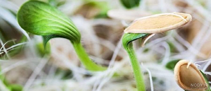 سبزه با تخمه آفتابگردان یک گزینه عالی برای هفت سین شما - پارس مگ