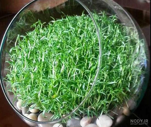 سبزه خاکشیر و نارنج من.عیدتونم مبارک عزیزان | سرآشپز پاپیون سبزه خاکشیر و نارنج من.عیدتونم مبارک عزیزان | سرآشپز پاپیون