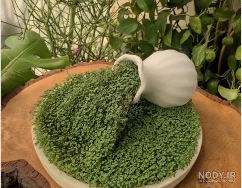 طرز تهیه سبزه خاکشیر فوری 4 روزه در بشقاب، کوزه سفالی برای عید نوروز طرز تهیه سبزه خاکشیر فوری 4 روزه در بشقاب، کوزه سفالی برای عید نوروز