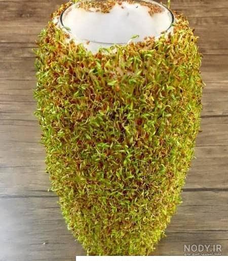 طرز تهیه سبزه شاهی روی کوزه و بشقاب مرحله به مرحله ویژه نوروز طرز تهیه سبزه شاهی روی کوزه و بشقاب مرحله به مرحله ویژه نوروز