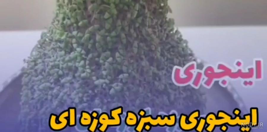 طرز تهیه سبزه شاهی روی کوزه و بشقاب مرحله به مرحله ویژه نوروز طرز تهیه سبزه شاهی روی کوزه و بشقاب مرحله به مرحله ویژه نوروز