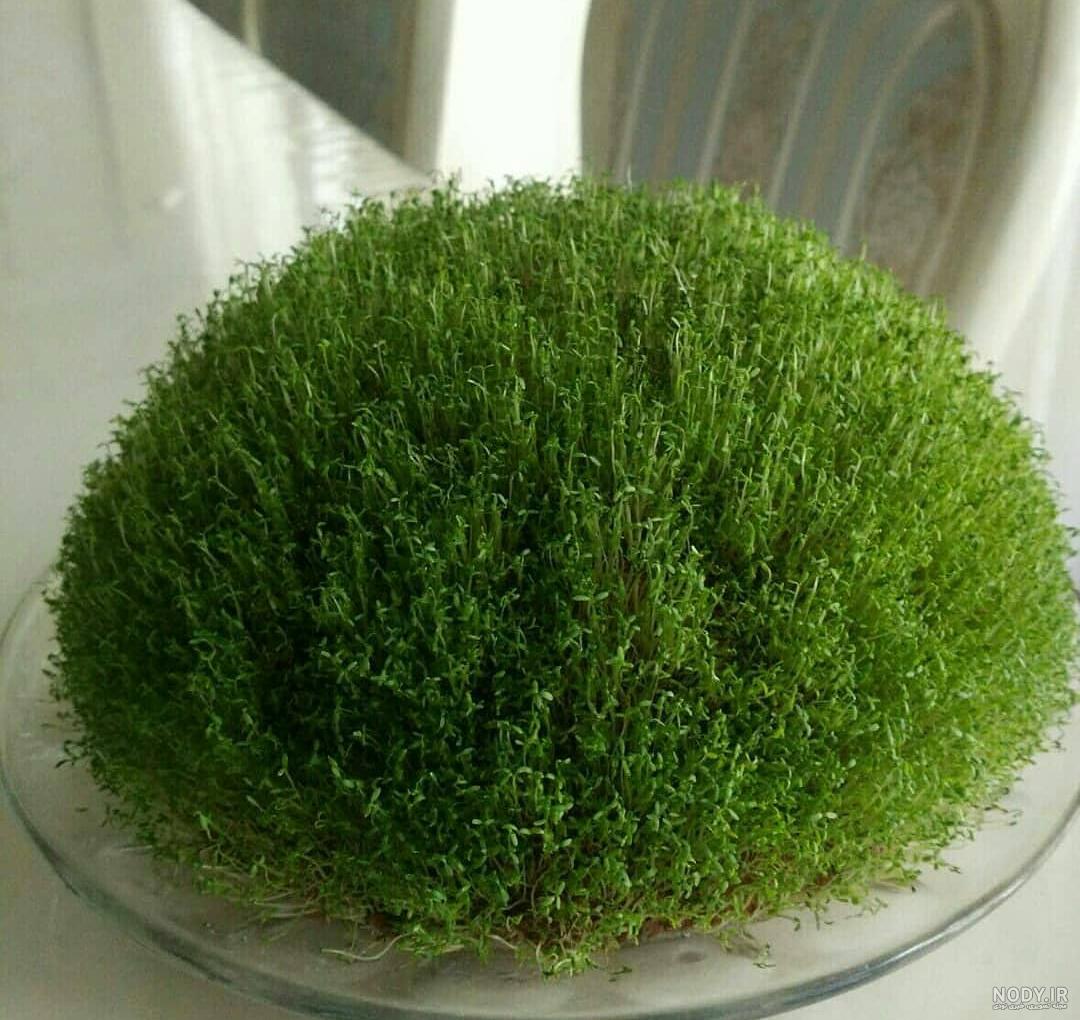 عکس سبزه خاکشیر عکس سبزه خاکشیر