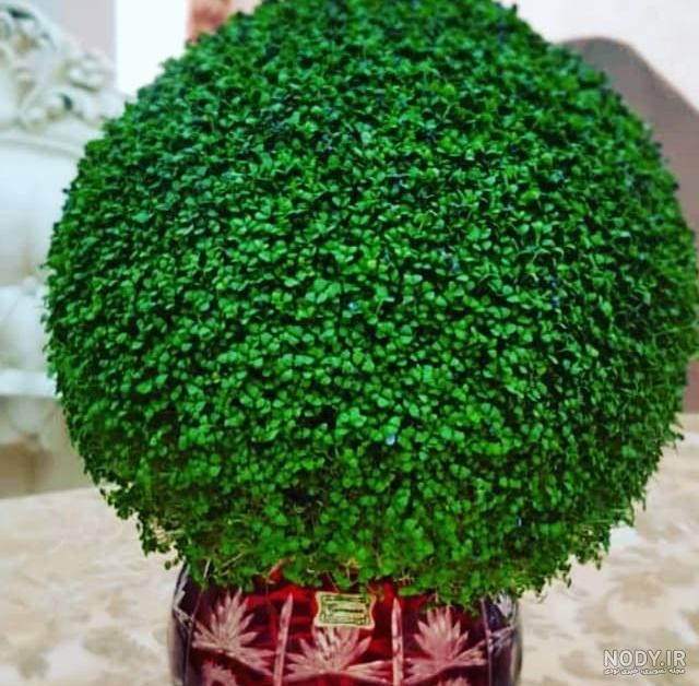 عکس سبزه خاکشیر و خرفه عکس سبزه خاکشیر و خرفه