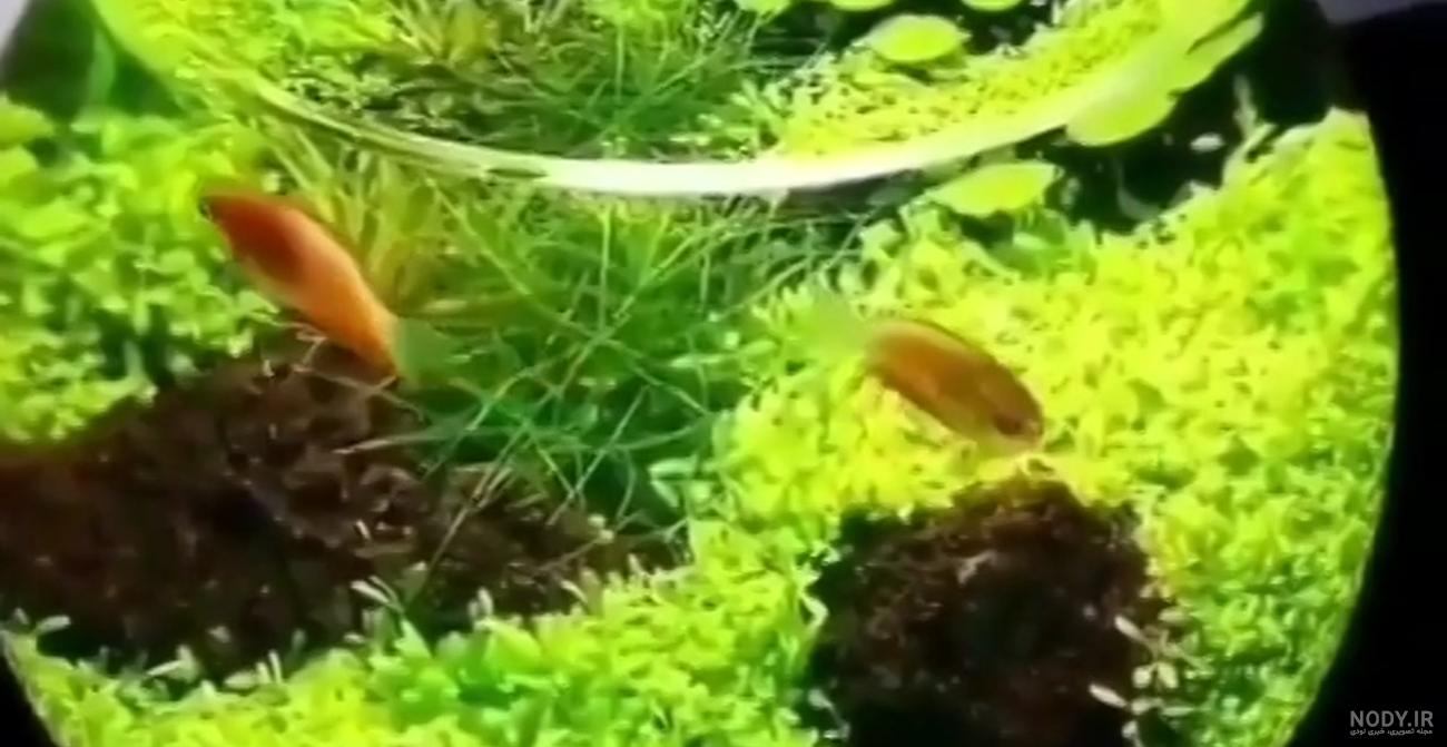 عکس سبزه داخل اکواریوم