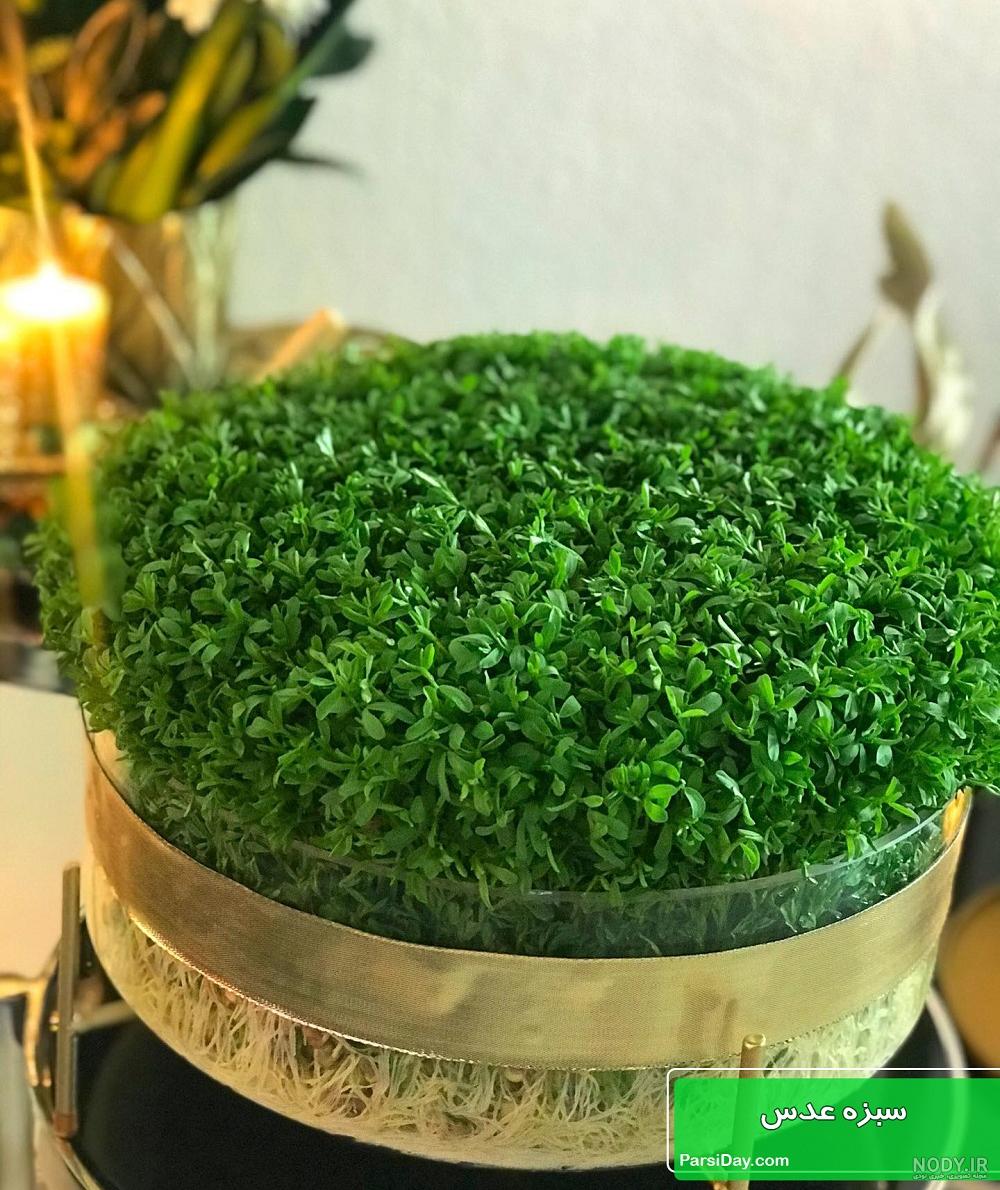 عکس سبزه ی خاکشیر عکس سبزه ی خاکشیر