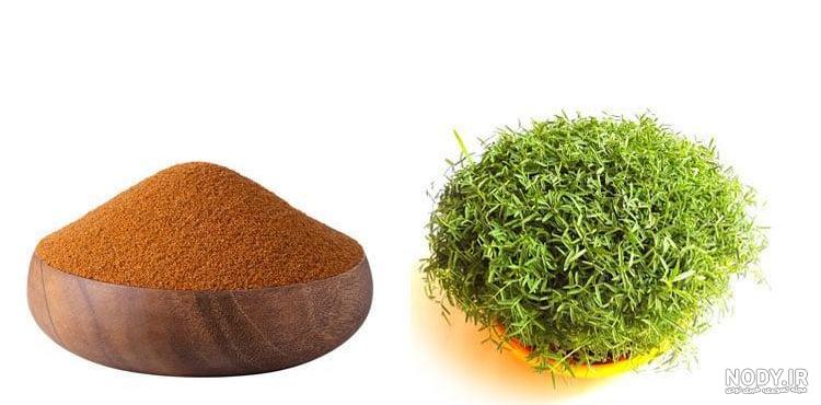 چطور سبزه خاکشیر درست کنیم؟ ایده های جالب برای کاشت سبزه خاکشیر ... چطور سبزه خاکشیر درست کنیم؟ ایده های جالب برای کاشت سبزه خاکشیر ...