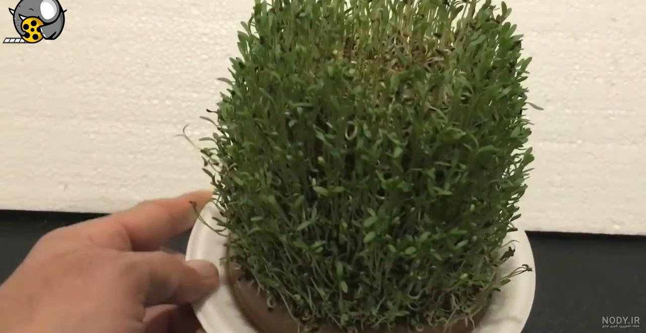 کاشت سبزه خاکشیر روی اسفنج ویژه نوروز به همراه تصویر✔️ کاشت سبزه خاکشیر روی اسفنج ویژه نوروز به همراه تصویر✔️
