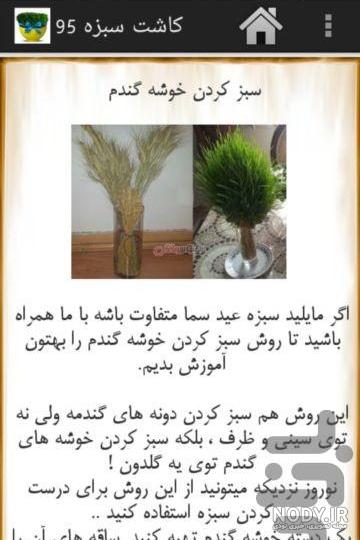 آموزش سبز کردن خوشه گندم