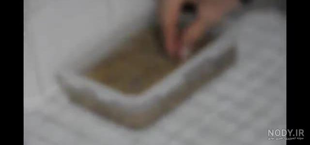 آموزش سبز کردن خوشه گندم