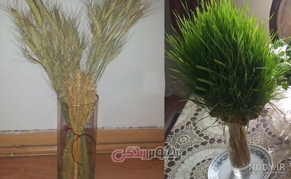 آموزش سبز کردن خوشه گندم + فیلم آموزشی • مجله تصویر زندگی