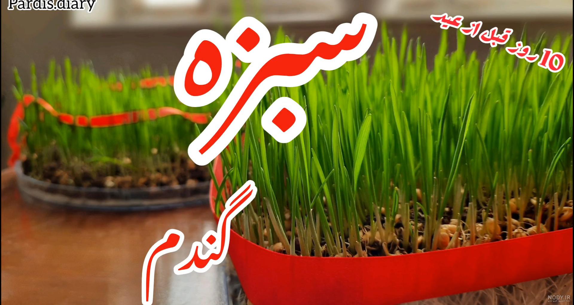 آموزش سبز کردن خوشه گندم + فیلم آموزشی • مجله تصویر زندگی