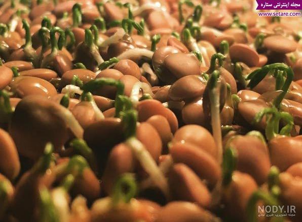 آموزش سبز کردن عدس (سبزه عدس برای عید)