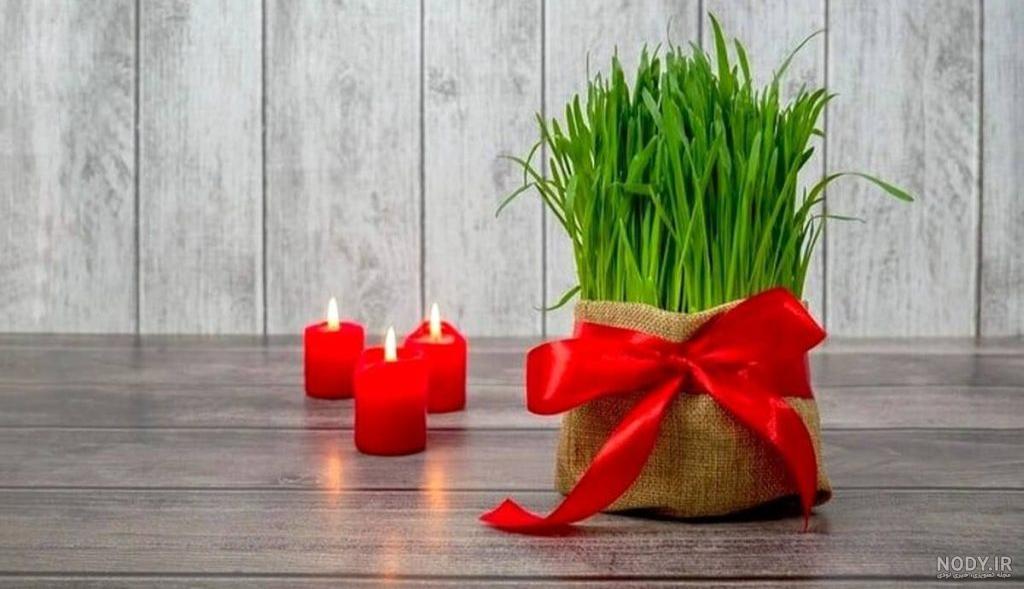 آموزش سبز کردن ۱۶ مدل سبزه عید + بهترین زمان کاشت | مجله کوروش