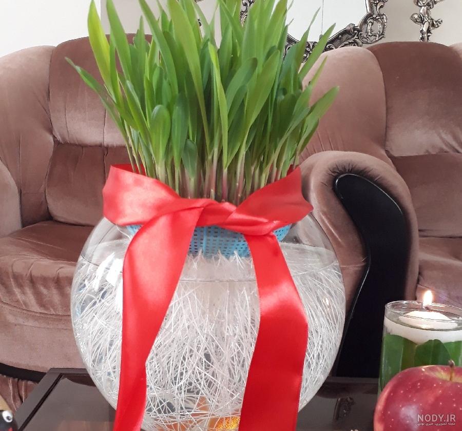 آموزش کاشت سبزه ذرت مجلسی برای عید در تنگ ماهی و خاک آموزش کاشت سبزه ذرت مجلسی برای عید در تنگ ماهی و خاک