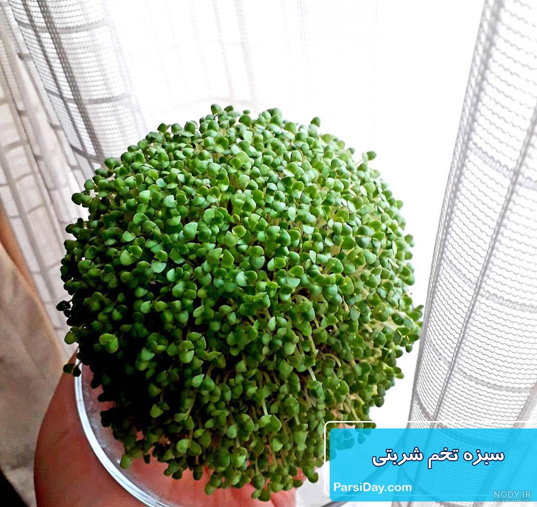 آموزش کاشت سبزه عید با 10 بذر متفاوت + ایده تزیین - مجله اکالا