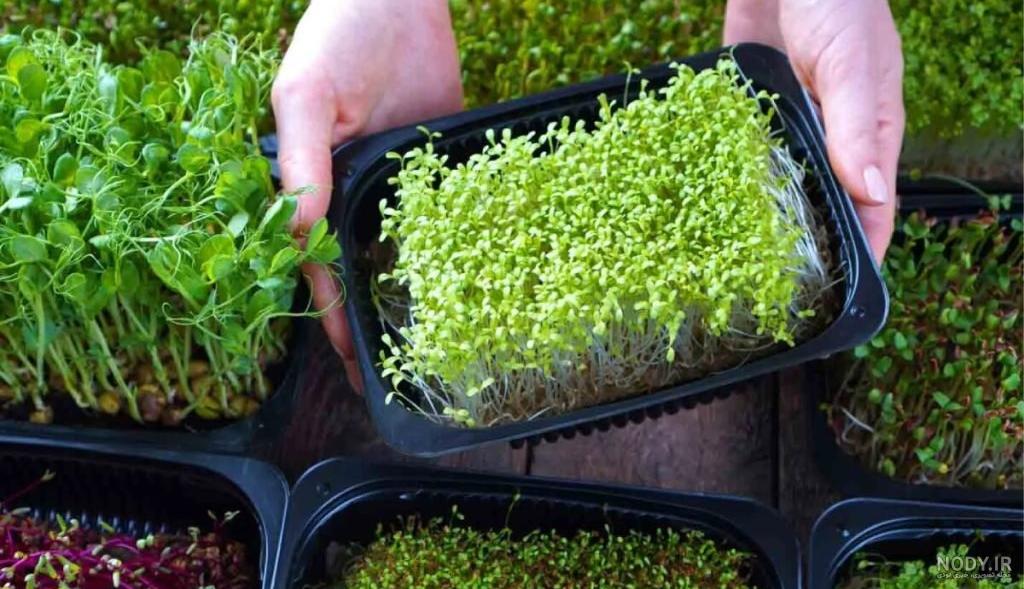 آموزش کاشت سبزه عید با 10 بذر متفاوت + ایده تزیین - مجله اکالا