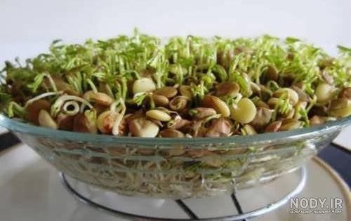آموزش کاشت سبزه عید برای ۸ بذر متفاوت