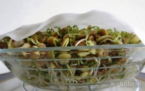 آموزش کاشت سبزه عید برای ۸ بذر متفاوت