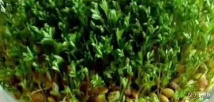 آموزش کامل درست کردن سبزه عید با عدس