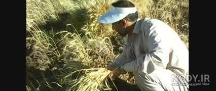 برنامه کاشت سبزه 95-نسخه محدود - دانلود | بازار