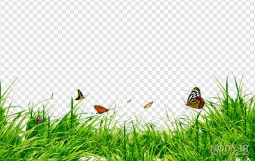 بلوط بزرگ پاییزی و چمن سبز روی یک چمنزار در اطراف 1016929