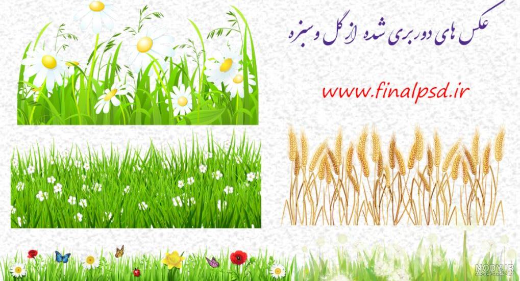 تصویر چمن و سبزه
