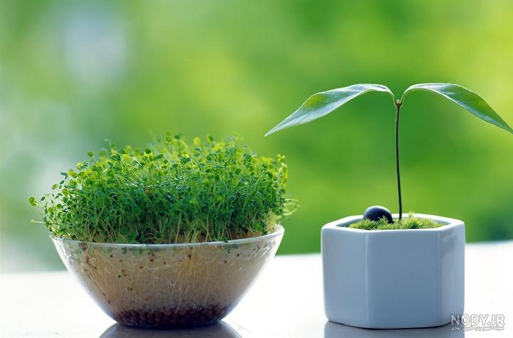 راهنمای کامل کاشت انواع سبزه عید (معرفی بذرها و روش کاشت و نگهداری ...