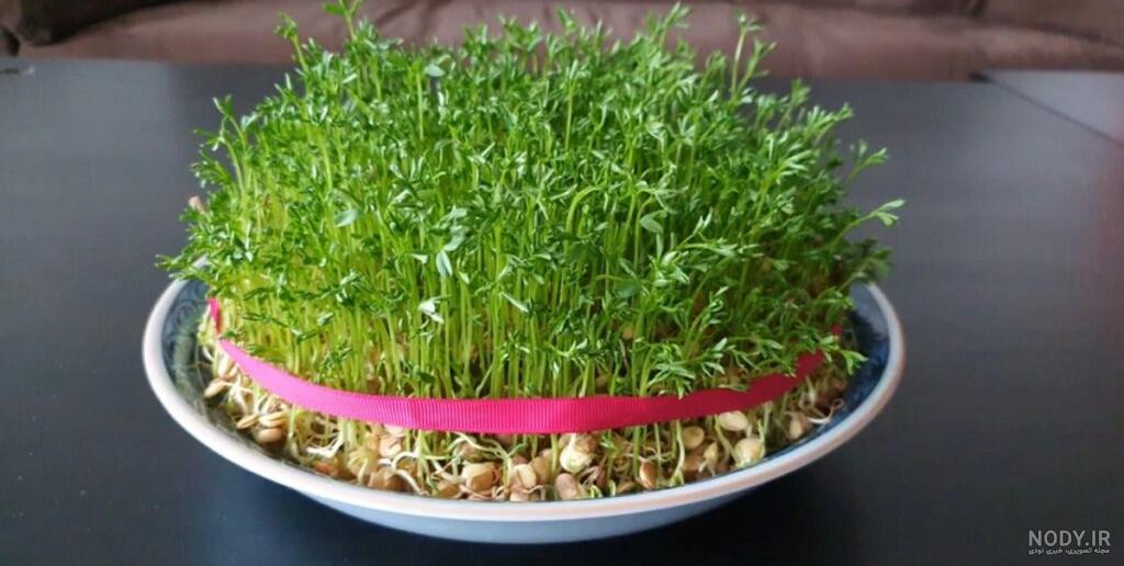 راهنمای کامل کاشت انواع سبزه عید (معرفی بذرها و روش کاشت و نگهداری ...