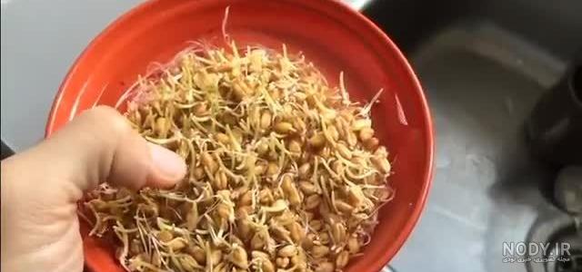 روش سبز كردن خوشه گندم · پورتال خبری فرهنگی گهر