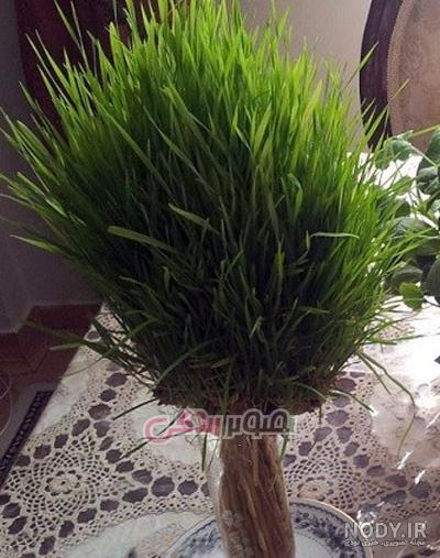 سبزه خوشه گندم برای سفره هفت سین