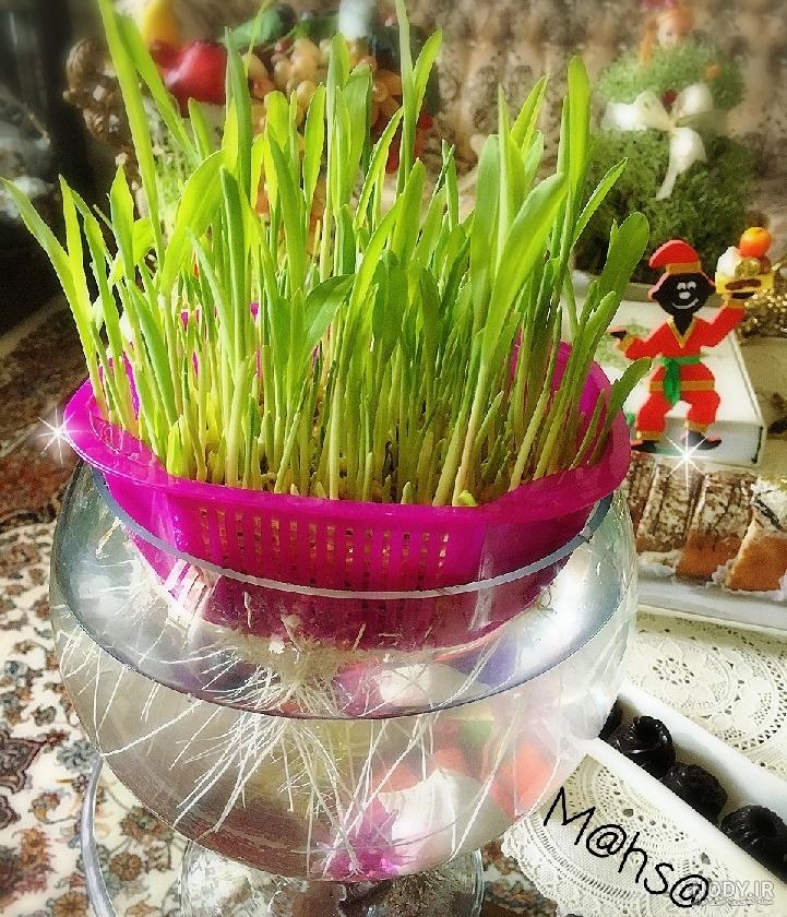 سبزه عید با عدس ، خاکشیر ، ذرت ، لبو و خاک ژله ای + تصاویر - دلبرانه سبزه عید با عدس ، خاکشیر ، ذرت ، لبو و خاک ژله ای + تصاویر - دلبرانه
