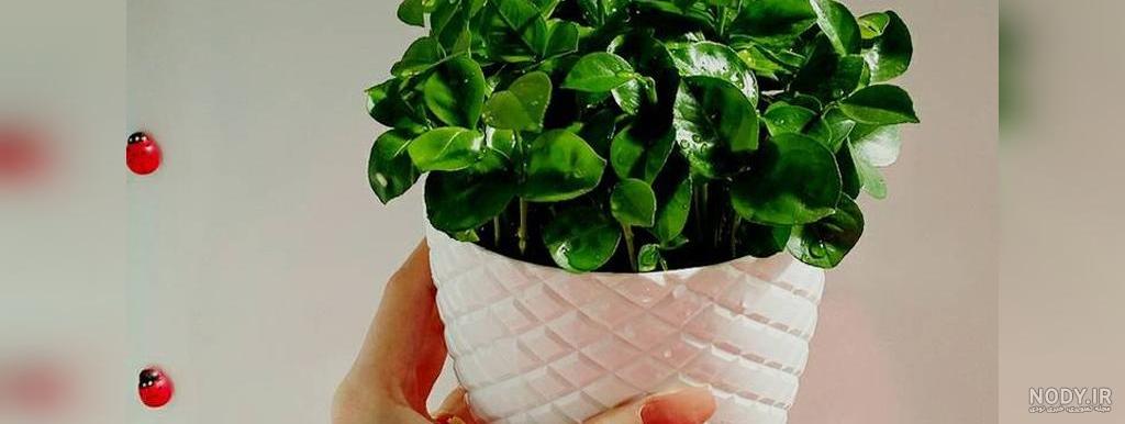 سبزه عید مرکبات؛ آموزش کامل کاشت سبزه پرتقال و نارنج
