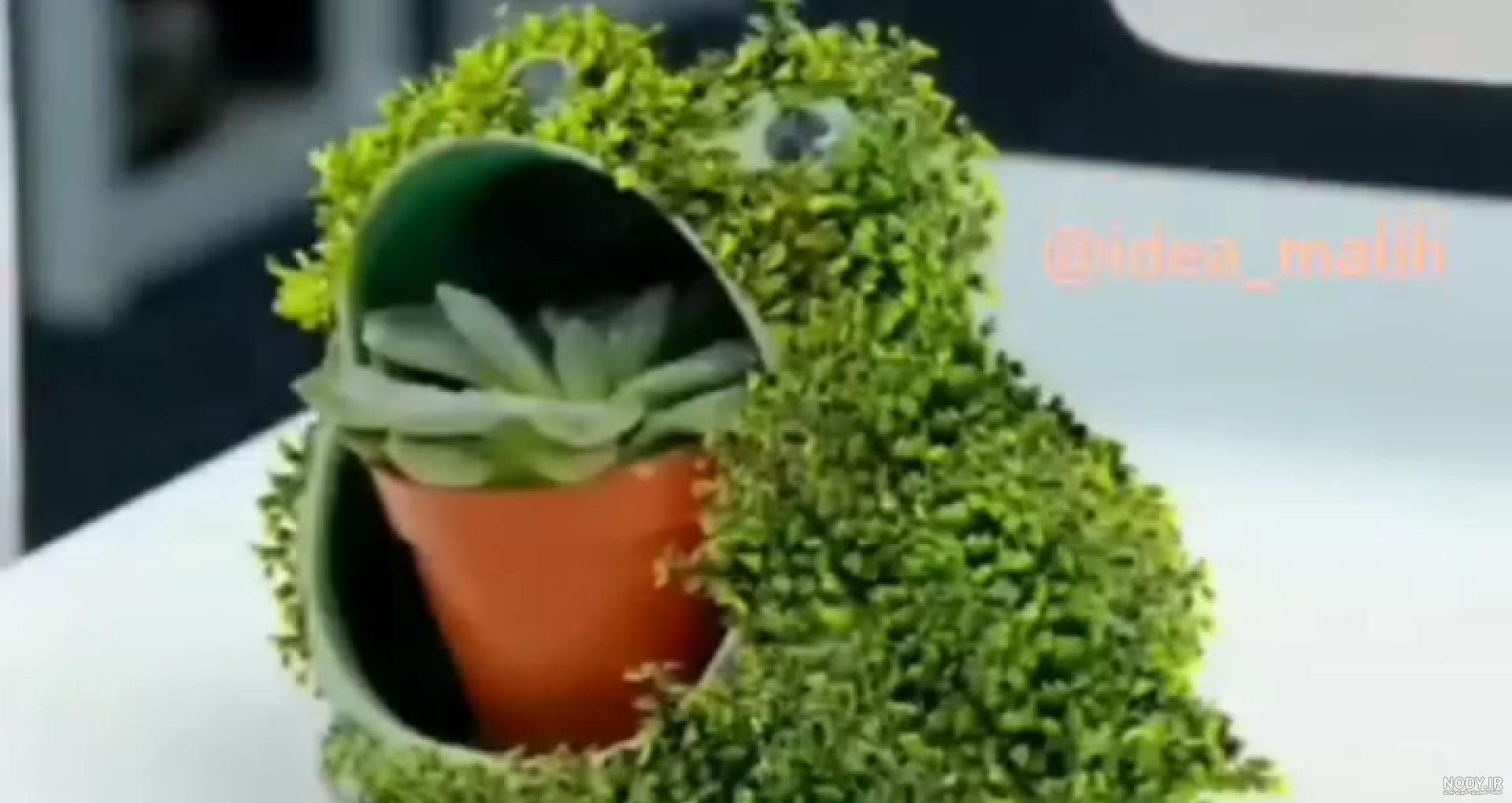 سبزه عید مرکبات؛ آموزش کامل کاشت سبزه پرتقال و نارنج