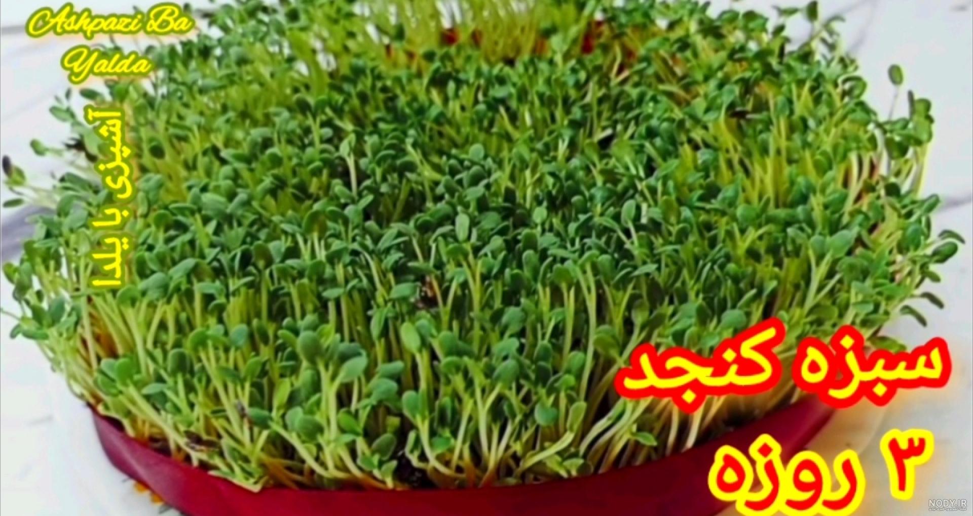 سبزه عید مرکبات؛ آموزش کامل کاشت سبزه پرتقال و نارنج