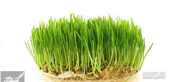 سبزه گندم خوشه ای