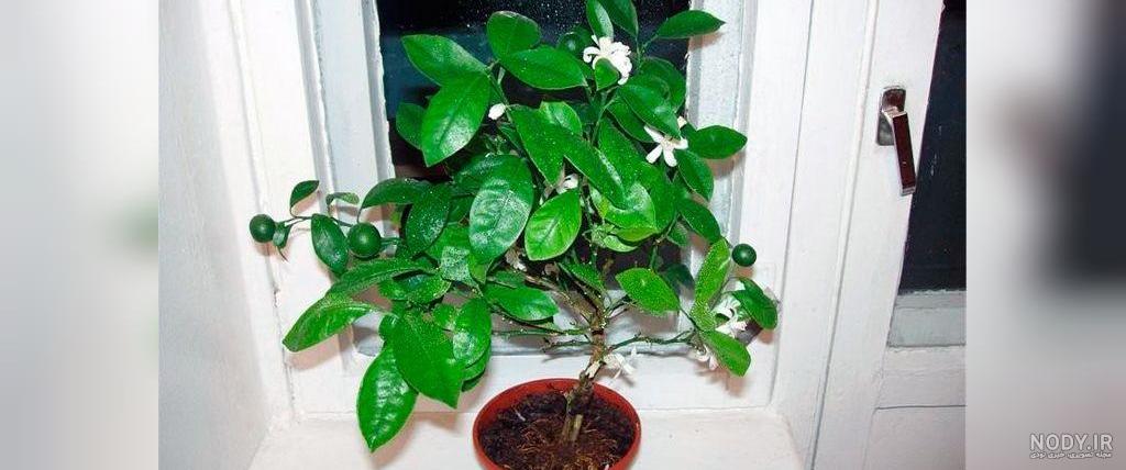 صفر تا صد کاشت سبزه عید نوروز با هسته پرتقال