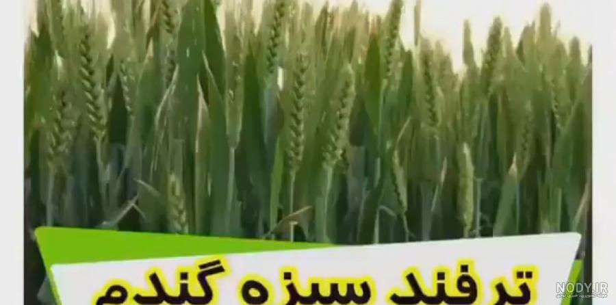 طرز تهیه سبزه با خوشه گندم(۱۴۰۰) ساده و خوشمزه توسط Fatemeh bano ...