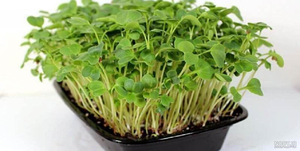طرز تهیه سبزه با لوبیا قرمز شیک و زیبا برای هفت سین گام به گام