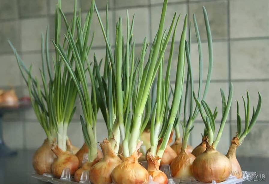 طرز تهیه سبزه با لوبیا قرمز شیک و زیبا برای هفت سین گام به گام