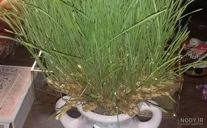 طرز تهیه سبزه خوشه گندم🌾 ساده و خوشمزه توسط 💖عسل 💖 - کوکپد