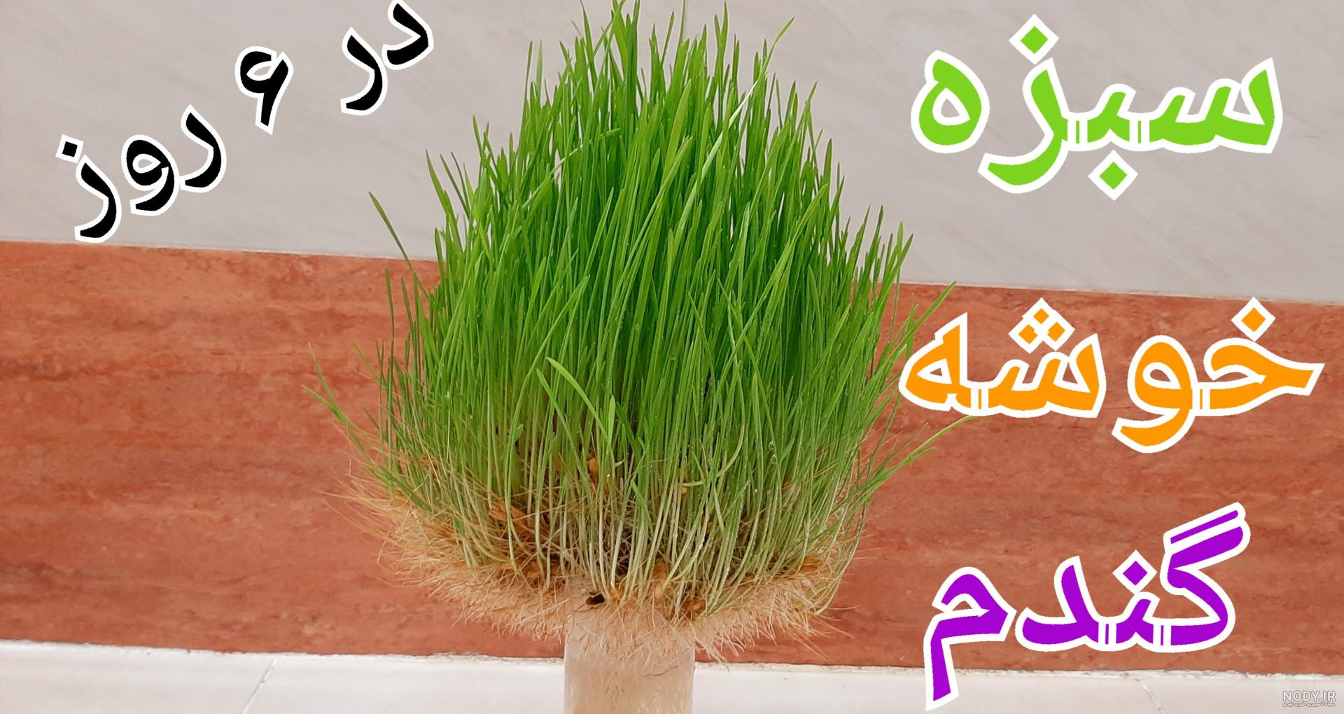 طرز تهیه سبزه خوشه گندم🌾 ساده و خوشمزه توسط 💖عسل 💖 - کوکپد